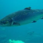 Why is Atlantic salmon bad?