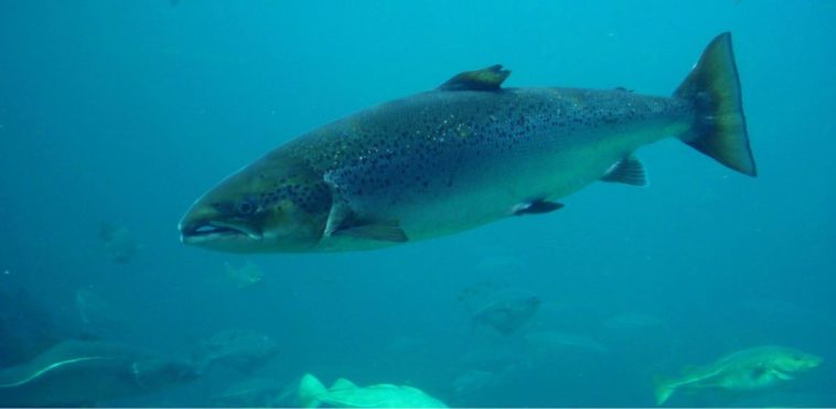Why is Atlantic salmon bad?