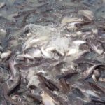 Why is SWAI fish bad for you?