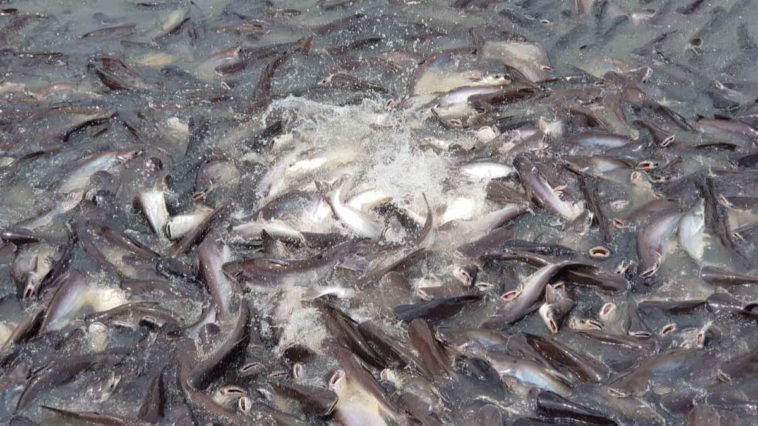 Why is SWAI fish bad for you?