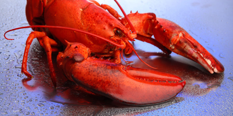Why is South African lobster so good?
