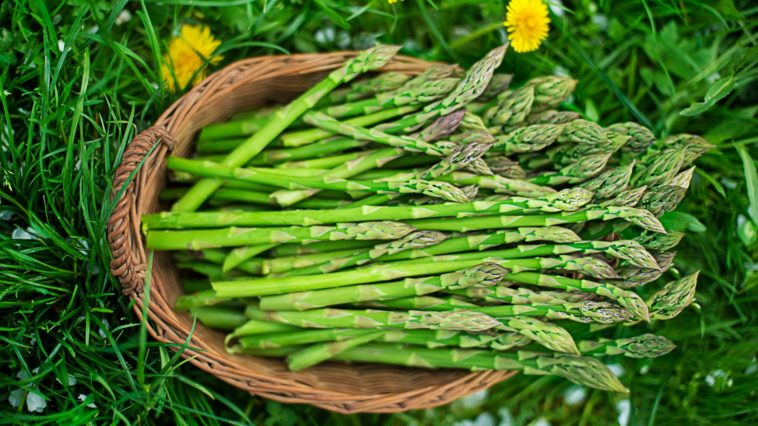 Why is asparagus bad for you?