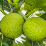 Why is breadfruit healthy?