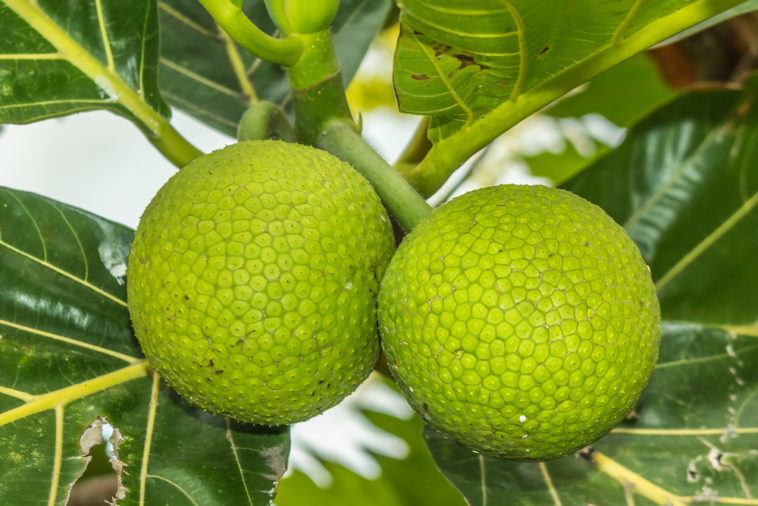 Why is breadfruit healthy?