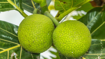 Why is breadfruit healthy?