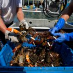 Why is calamari so expensive?