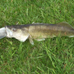 Why is eating walleye bad?