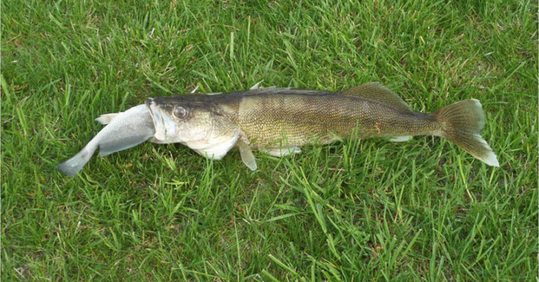 Why is eating walleye bad?