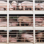 Why is farming a dying industry in the Bahamas?