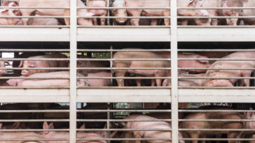 Why is farming a dying industry in the Bahamas?