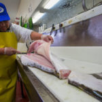 Why is halibut bad for you?