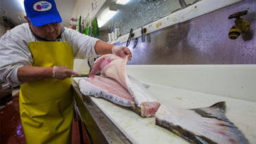 Why is halibut bad for you?