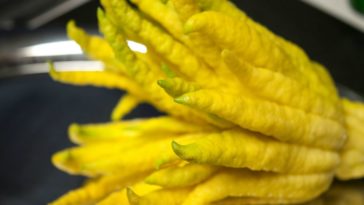 Why is it called Buddhas hand?