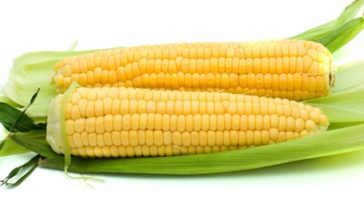 Why is it called an ear of corn?