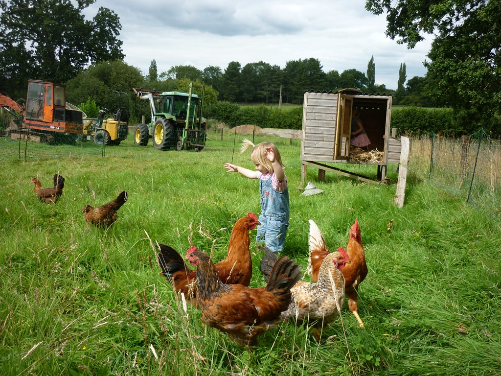 Why is it illegal to feed chickens kitchen scraps?