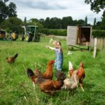 Why is it illegal to feed chickens kitchen scraps?