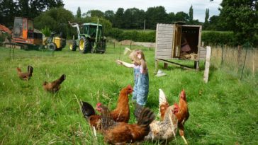 Why is it illegal to feed chickens kitchen scraps?