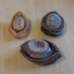 Why is it illegal to have abalone?