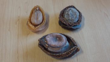 Why is it illegal to have abalone?
