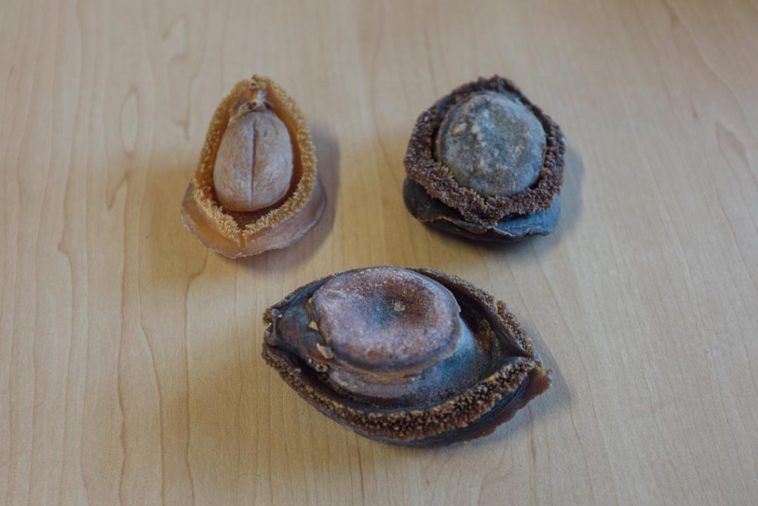 Why is it illegal to have abalone?