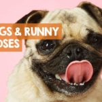 Why is my brownie so runny?