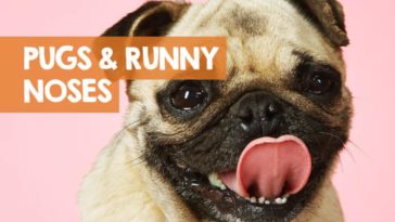 Why is my brownie so runny?