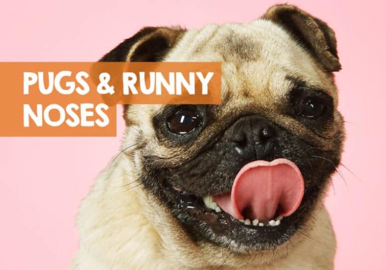 Why is my brownie so runny?