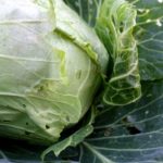 Why is my cabbage tough?