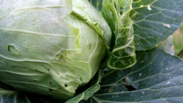 Why is my cabbage tough?