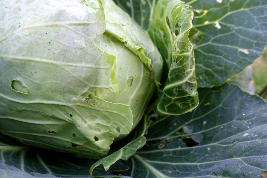 Why is my cabbage tough? - Foodly