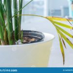 Why is my potted mint dying?