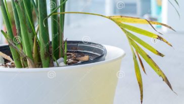 Why is my potted mint dying?