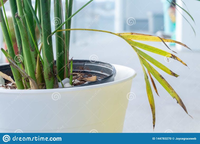 Why is my potted mint dying?