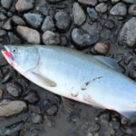 Why is pink salmon cheaper?