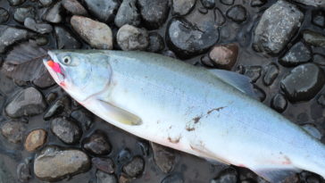 Why is pink salmon cheaper?