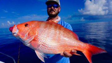 Why is red grouper expensive?
