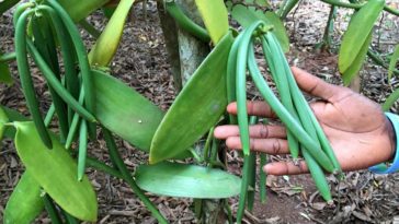 Why is vanilla bean paste so expensive?