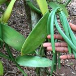 Why is vanilla bean paste so expensive?