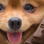 Why is white chocolate so bad?