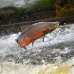 Why is wild salmon so expensive?