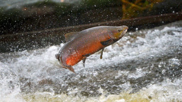 Why is wild salmon so expensive?