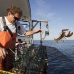 Why lobster is bad for you?