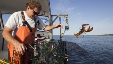 Why lobster is bad for you?