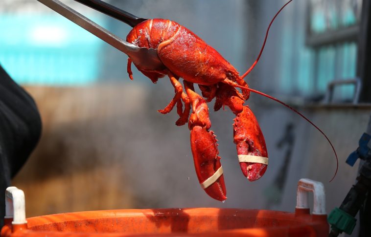Why lobster is so expensive?