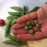 Why should you not eat raw peas?
