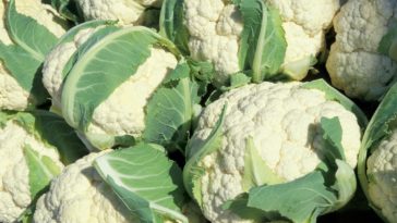Why you should not eat cauliflower?