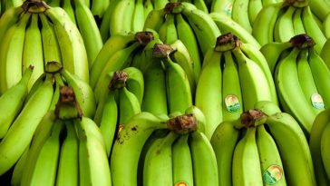 Why you should not refrigerate bananas?