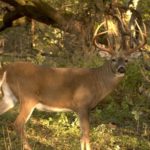 Will Apple Juice attract deer?