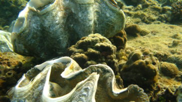 Will a clam die if you open it?