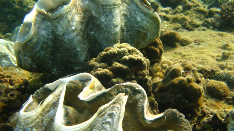 Will a clam die if you open it?